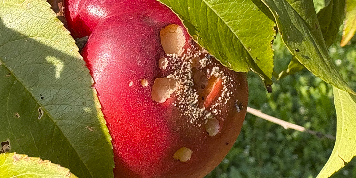La Popillia japonica arriva nei frutteti: pesche divorate prima della raccolta